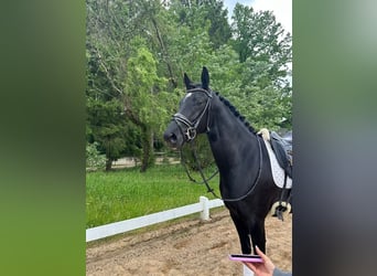 Westphalien, Jument, 4 Ans, 166 cm, Noir