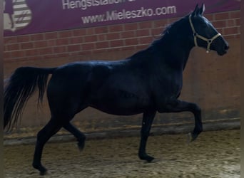 Westphalien, Jument, 4 Ans, 166 cm, Noir