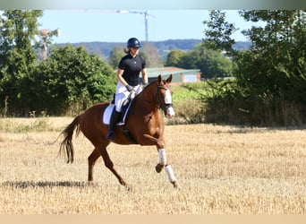 Westphalien, Jument, 4 Ans, 167 cm, Alezan