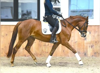 Westphalien, Jument, 4 Ans, 167 cm, Alezan