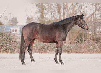 Westphalien, Jument, 4 Ans, 167 cm, Bai brun