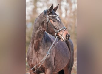 Westphalien, Jument, 4 Ans, 167 cm, Bai brun