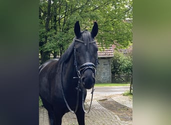 Westphalien, Jument, 4 Ans, 167 cm, Bai brun foncé