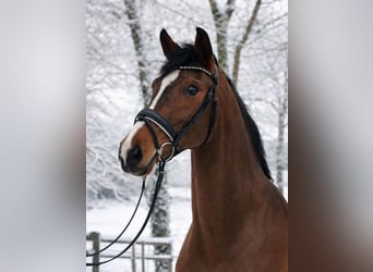 Westphalien, Jument, 4 Ans, 167 cm, Bai