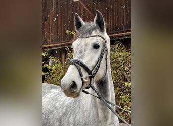 Westphalien, Jument, 4 Ans, 167 cm, Gris