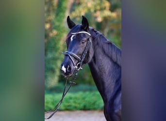 Westphalien, Jument, 4 Ans, 167 cm, Noir