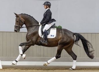 Westphalien, Jument, 4 Ans, 168 cm, Bai brun