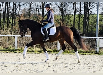 Westphalien, Jument, 4 Ans, 168 cm, Bai brun