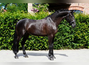 Westphalien, Jument, 4 Ans, 168 cm, Bai brun foncé