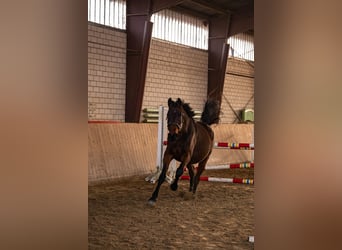 Westphalien, Jument, 4 Ans, 168 cm, Bai