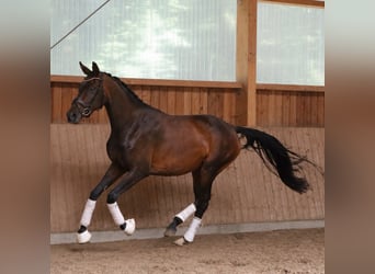 Westphalien, Jument, 4 Ans, 168 cm, Bai