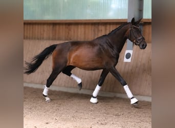 Westphalien, Jument, 4 Ans, 168 cm, Bai