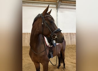 Westphalien, Jument, 4 Ans, 168 cm, Bai