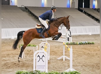 Westphalien, Jument, 4 Ans, 168 cm, Bai
