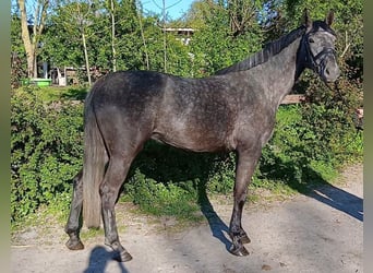 Westphalien, Jument, 4 Ans, 168 cm, Gris