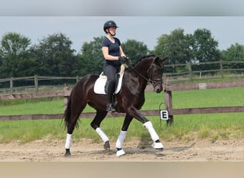 Westphalien, Jument, 4 Ans, 168 cm, Noir