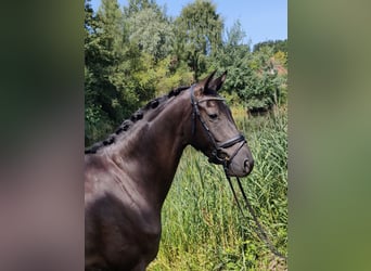 Westphalien, Jument, 4 Ans, 168 cm, Noir