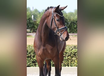 Westphalien, Jument, 4 Ans, 169 cm, Bai brun