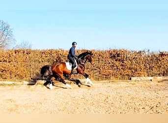 Westphalien, Jument, 4 Ans, 169 cm, Bai
