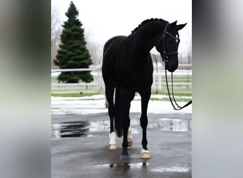 Westphalien, Jument, 4 Ans, 169 cm, Noir