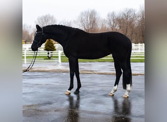 Westphalien, Jument, 4 Ans, 169 cm, Noir