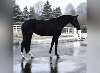 Westphalien, Jument, 4 Ans, 169 cm, Noir