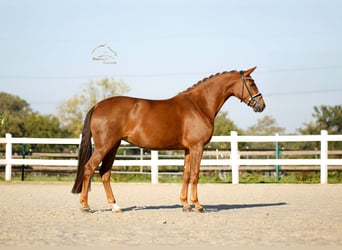 Westphalien, Jument, 4 Ans, 170 cm, Alezan brûlé