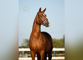 Westphalien, Jument, 4 Ans, 170 cm, Alezan brûlé