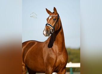 Westphalien, Jument, 4 Ans, 170 cm, Alezan brûlé