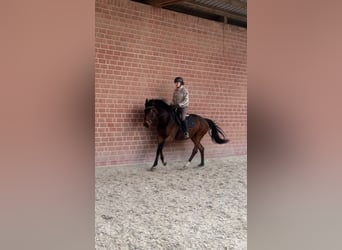 Westphalien, Jument, 4 Ans, 170 cm, Bai