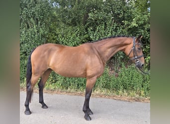 Westphalien, Jument, 4 Ans, 170 cm, Bai