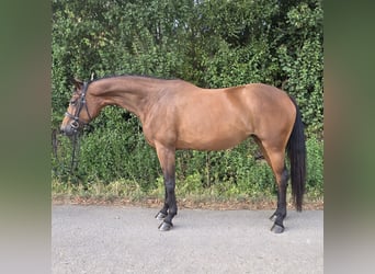 Westphalien, Jument, 4 Ans, 170 cm, Bai