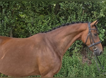 Westphalien, Jument, 4 Ans, 170 cm, Bai