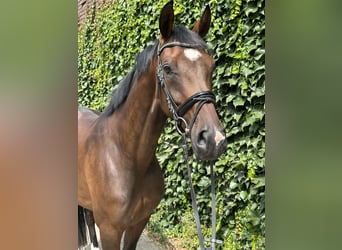 Westphalien, Jument, 4 Ans, 170 cm, Bai