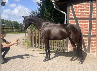 Westphalien, Jument, 4 Ans, 171 cm, Noir