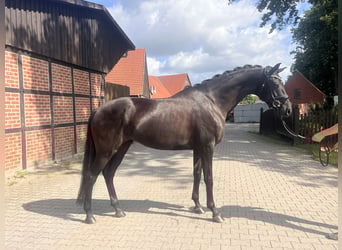 Westphalien, Jument, 4 Ans, 171 cm, Noir