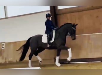 Westphalien, Jument, 4 Ans, 172 cm, Bai brun