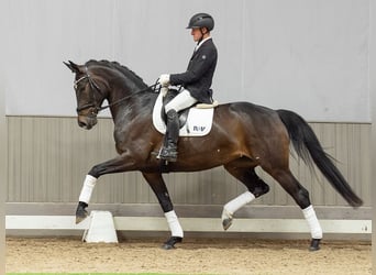 Westphalien, Jument, 4 Ans, 172 cm, Bai brun