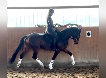 Westphalien, Jument, 4 Ans, 172 cm, Bai