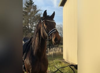 Westphalien, Jument, 4 Ans, 172 cm, Bai