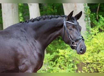 Westphalien, Jument, 4 Ans, 172 cm, Noir