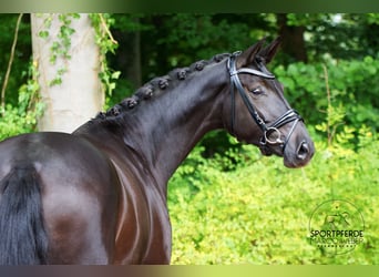 Westphalien, Jument, 4 Ans, 172 cm, Noir