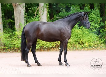Westphalien, Jument, 4 Ans, 172 cm, Noir