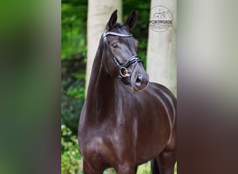 Westphalien, Jument, 4 Ans, 172 cm, Noir