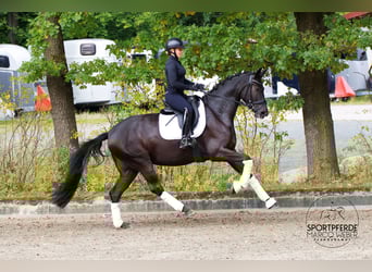 Westphalien, Jument, 4 Ans, 172 cm, Noir