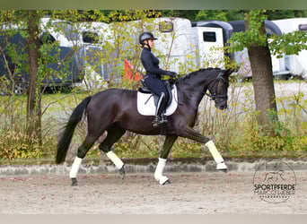 Westphalien, Jument, 4 Ans, 172 cm, Noir