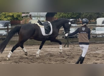 Westphalien, Jument, 4 Ans, 173 cm, Bai brun