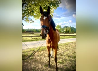 Westphalien, Jument, 4 Ans, 173 cm, Bai