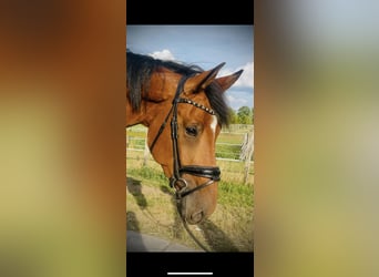 Westphalien, Jument, 4 Ans, 173 cm, Bai