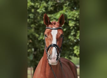 Westphalien, Jument, 4 Ans, 175 cm, Alezan